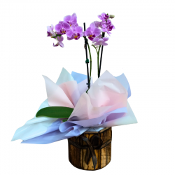 Mini Orquídea 2 Hastes Pote 9 "Cor variada"